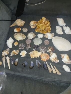 large Mixed Sea Shell Collection - lot of 41  some rare All are unique